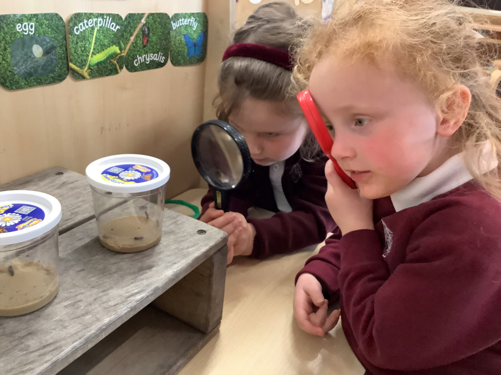 Two young children in school uniforms observe small containers with magnifying glasses, watching insect larvae as part of a classroom science project. Educational posters about butterflies and caterpillars hang nearby.
