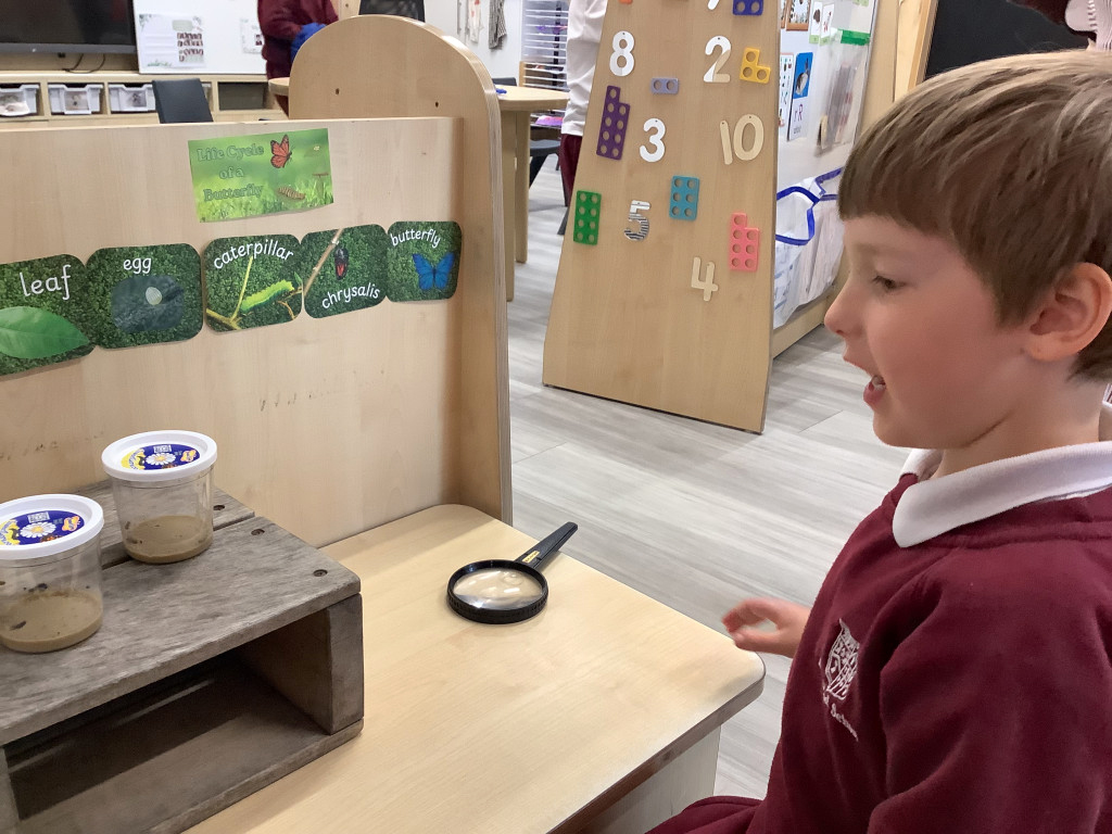 A young boy in a maroon school uniform looks excitedly at two cups with caterpillars inside, a magnifying glass, and a wooden box. Behind them, a chart shows the stages of a butterfly's life cycle.