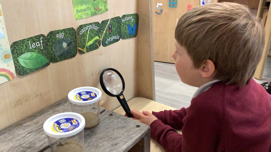 A young boy holding a magnifying glass observes two containers with caterpillars on a table. Above him, a display shows the life cycle stages of a butterfly: leaf, egg, caterpillar, chrysalis, and butterfly.