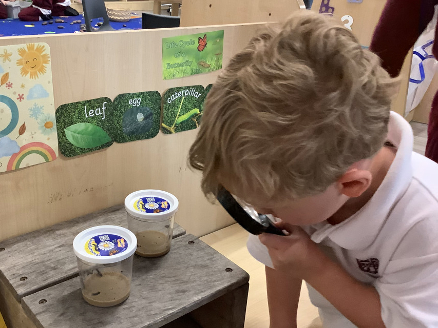 A young child with blond hair looks closely at a plastic cup containing soil, using a magnifying glass. Two cups are on a wooden surface. Behind them are posters with images and words about the butterfly life cycle.