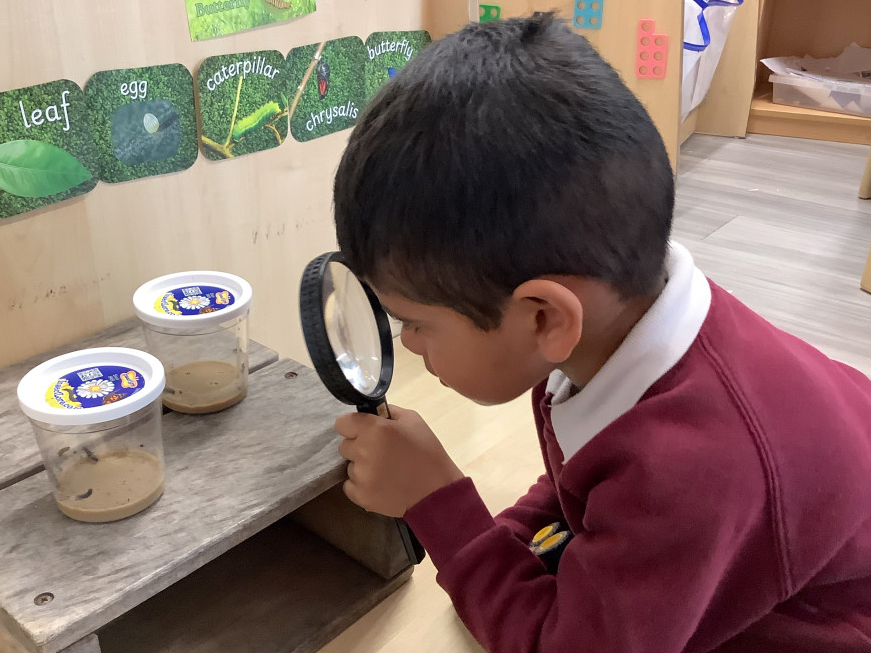 A young boy in a red jumper uses a magnifying glass to observe two plastic containers with soil and caterpillars inside, studying them closely in a classroom setting.