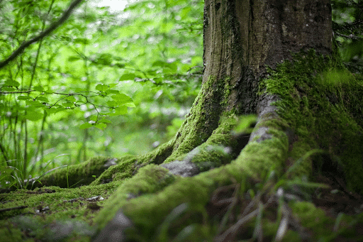 A close-up of a tree trunk and roots covered in green moss, surrounded by lush greenery and blurred foliage in a forest setting. The bright light creates a serene, natural atmosphere.