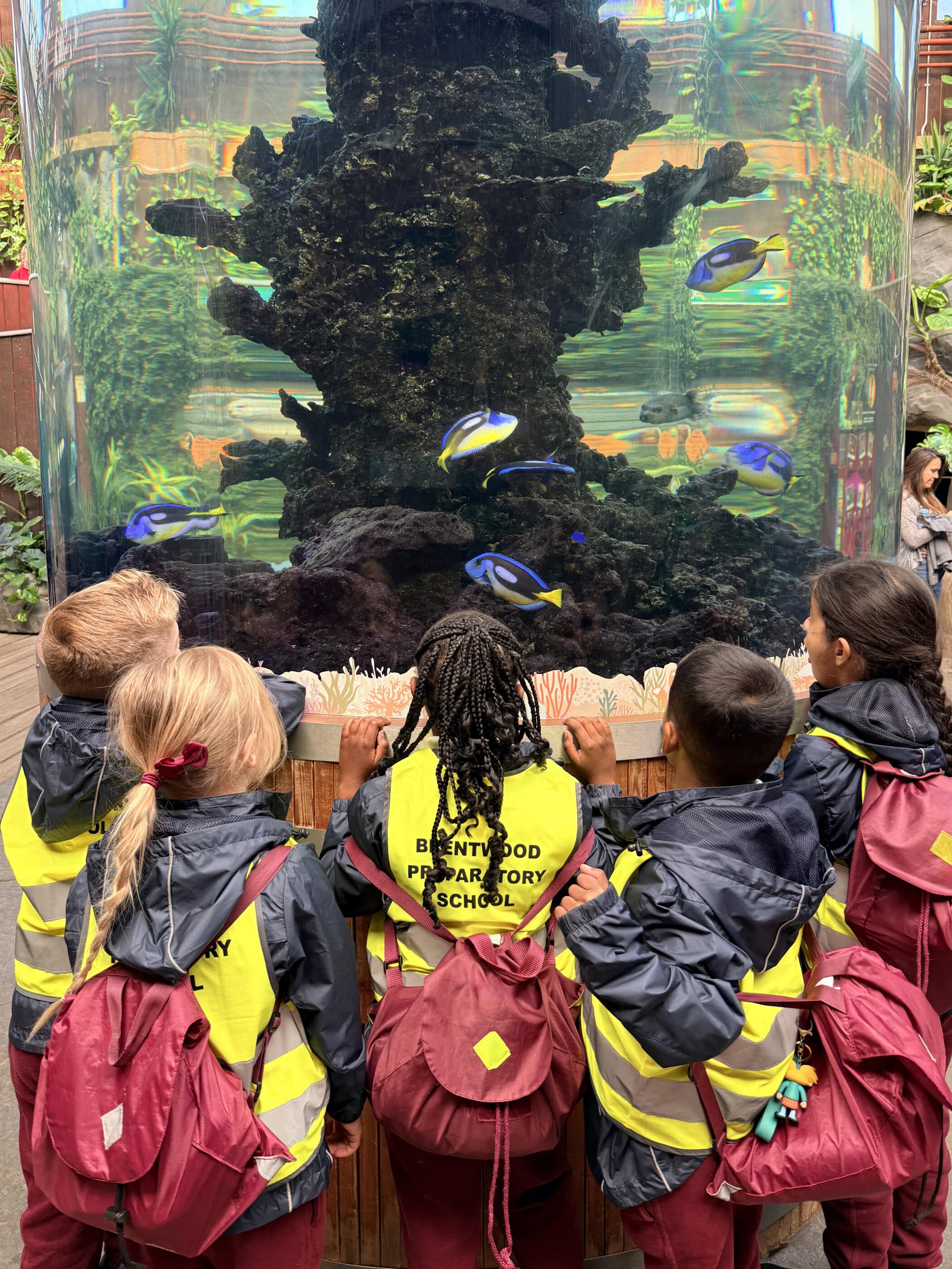 Five children in yellow safety vests and red rucksacks stand in front of a large aquarium, watching blue and yellow fish swim around a central coral structure. The children’s vests say “Brentwood Preparatory School.”.