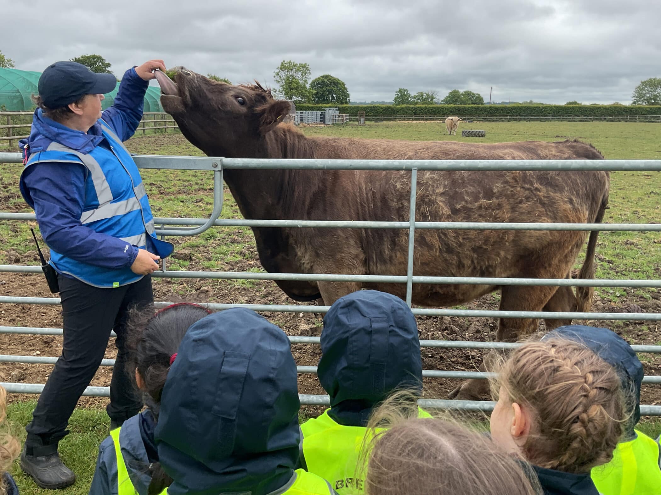 A woman in a blue jacket and waistcoat feeds a brown cow through a metal fence while a group of children in raincoats and high-visibility vests watch on a cloudy day at a farm.