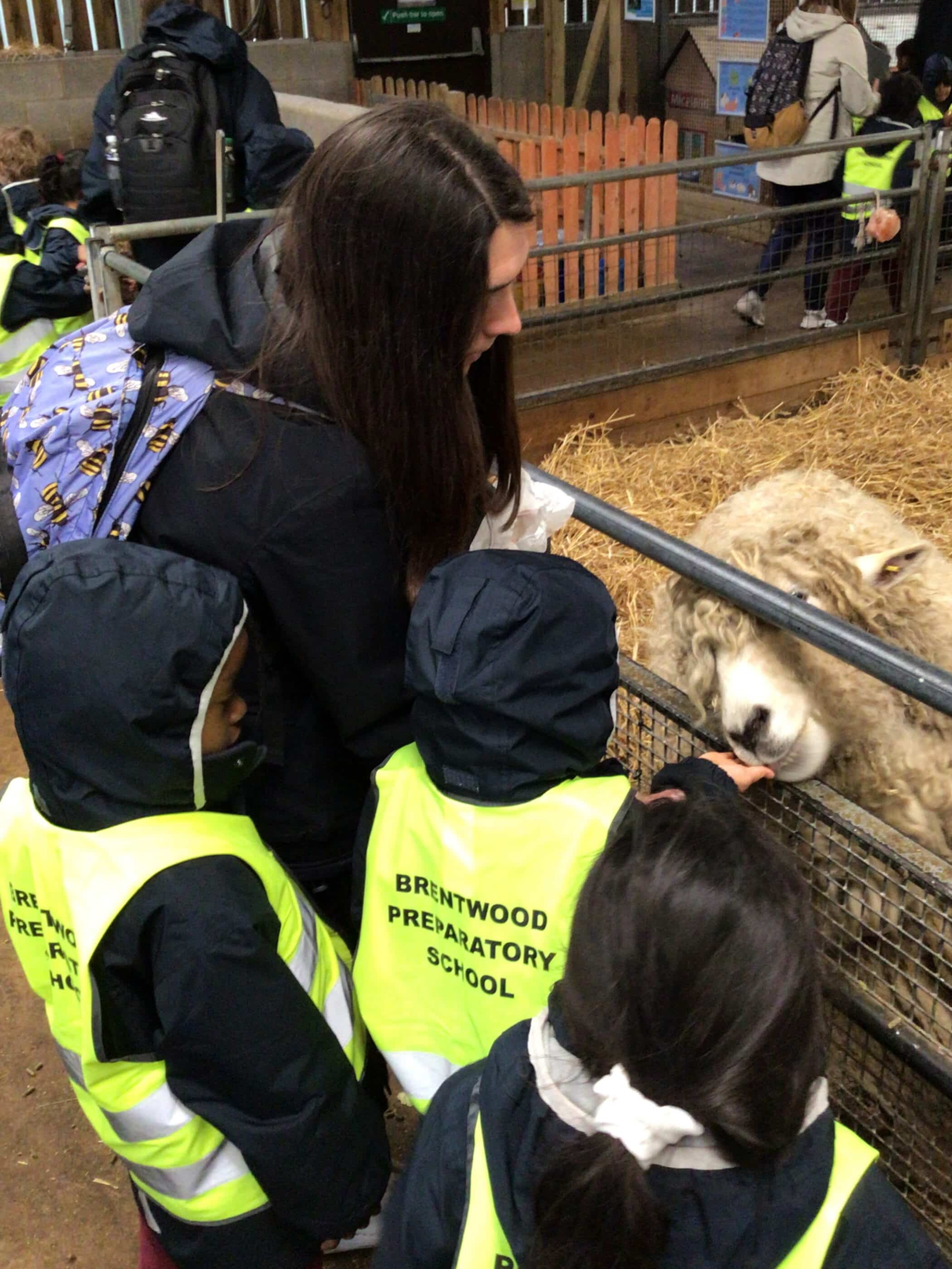 A woman and three children in yellow Brentwood Preparatory School vests feed a sheep inside an enclosure at a farm or petting zoo. The children wear dark hooded jackets.