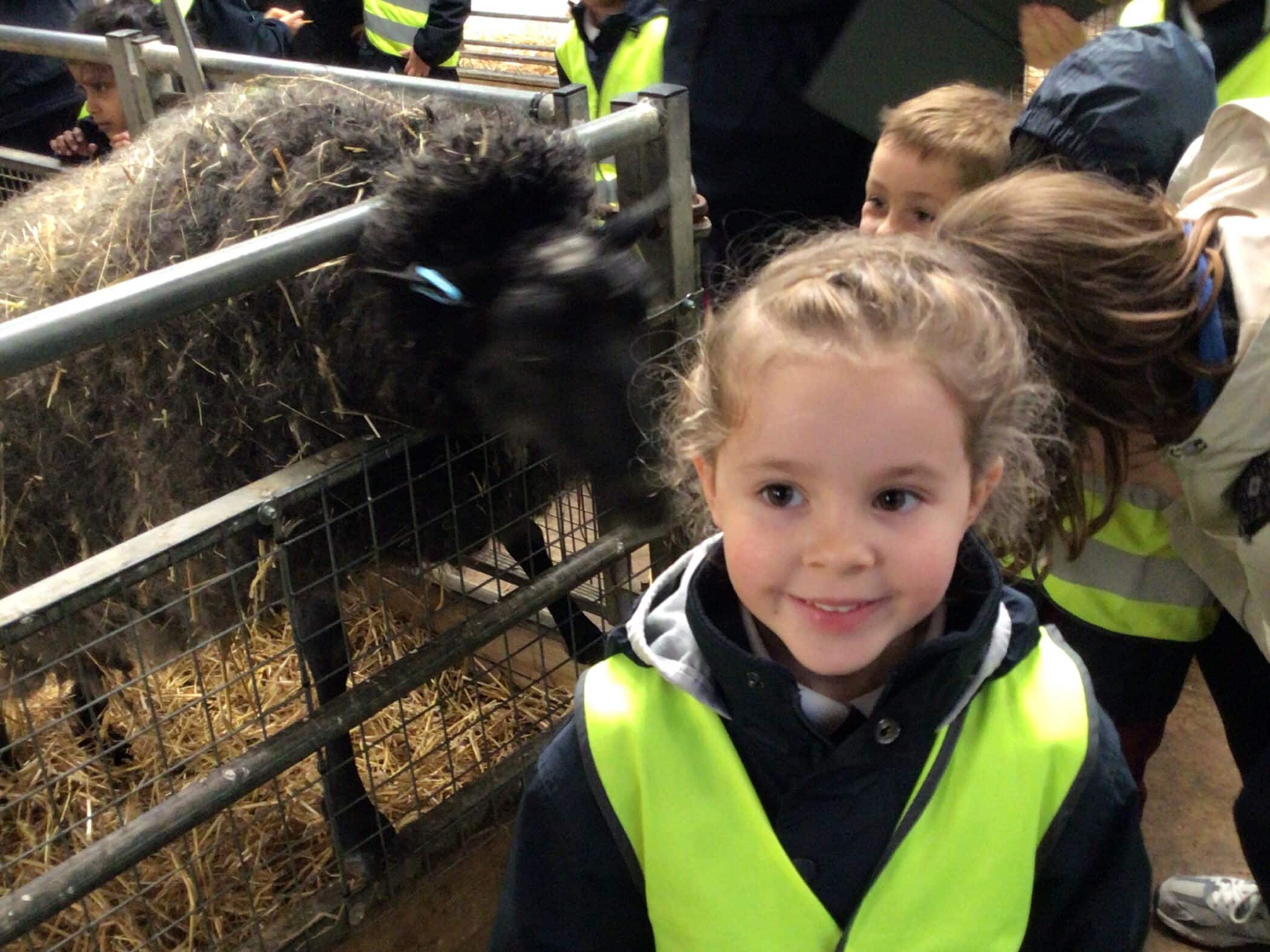 A young girl in a yellow safety vest smiles in front of an enclosure with a black sheep, while other children in vests stand nearby, inside a barn with straw on the ground.